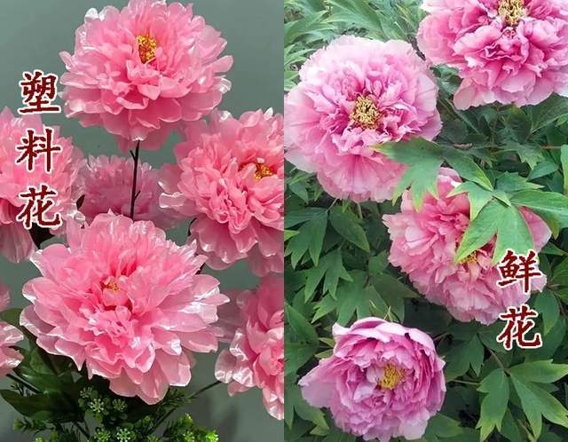 医美网红脸_影视剧女兵形象_当过兵的女明星